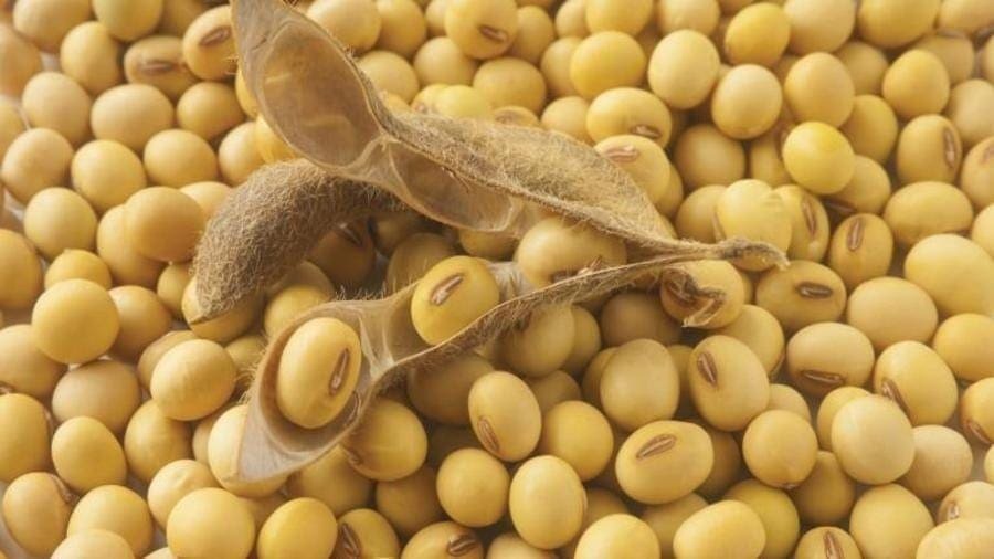 soybean_900x506