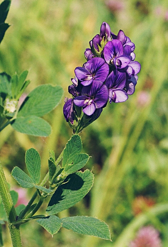 люцерна